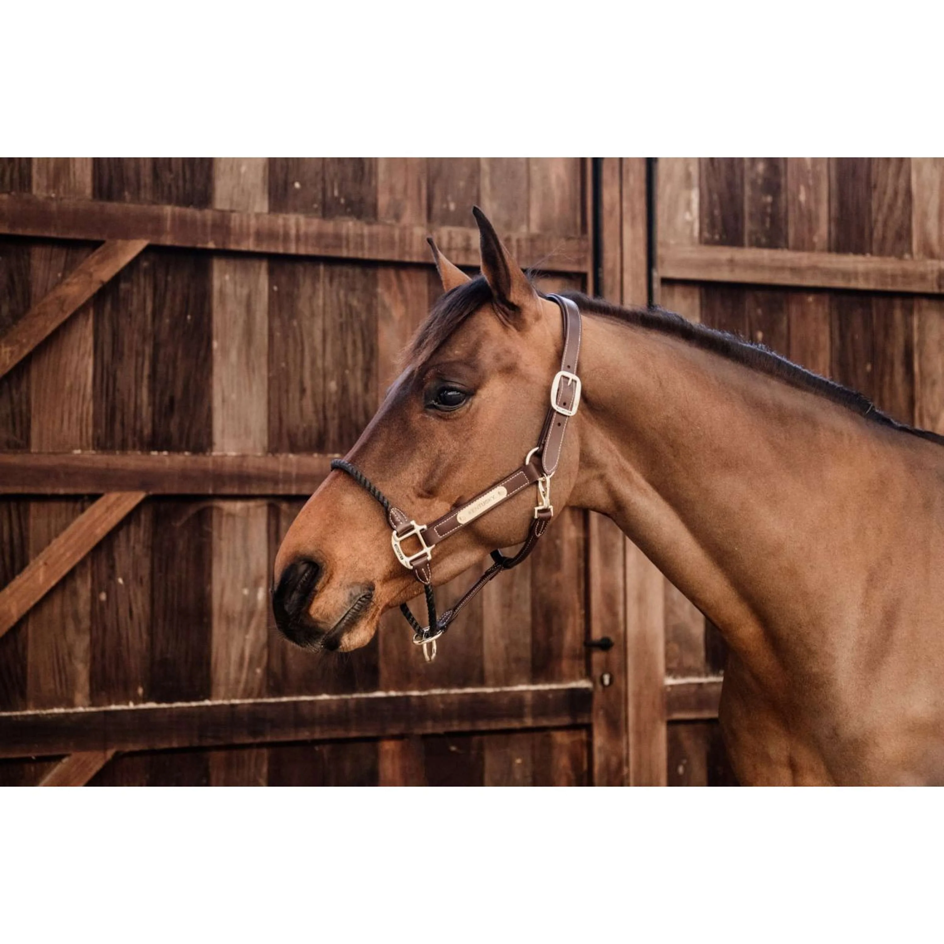 Kentucky Licol en Corde Leather - Image 3