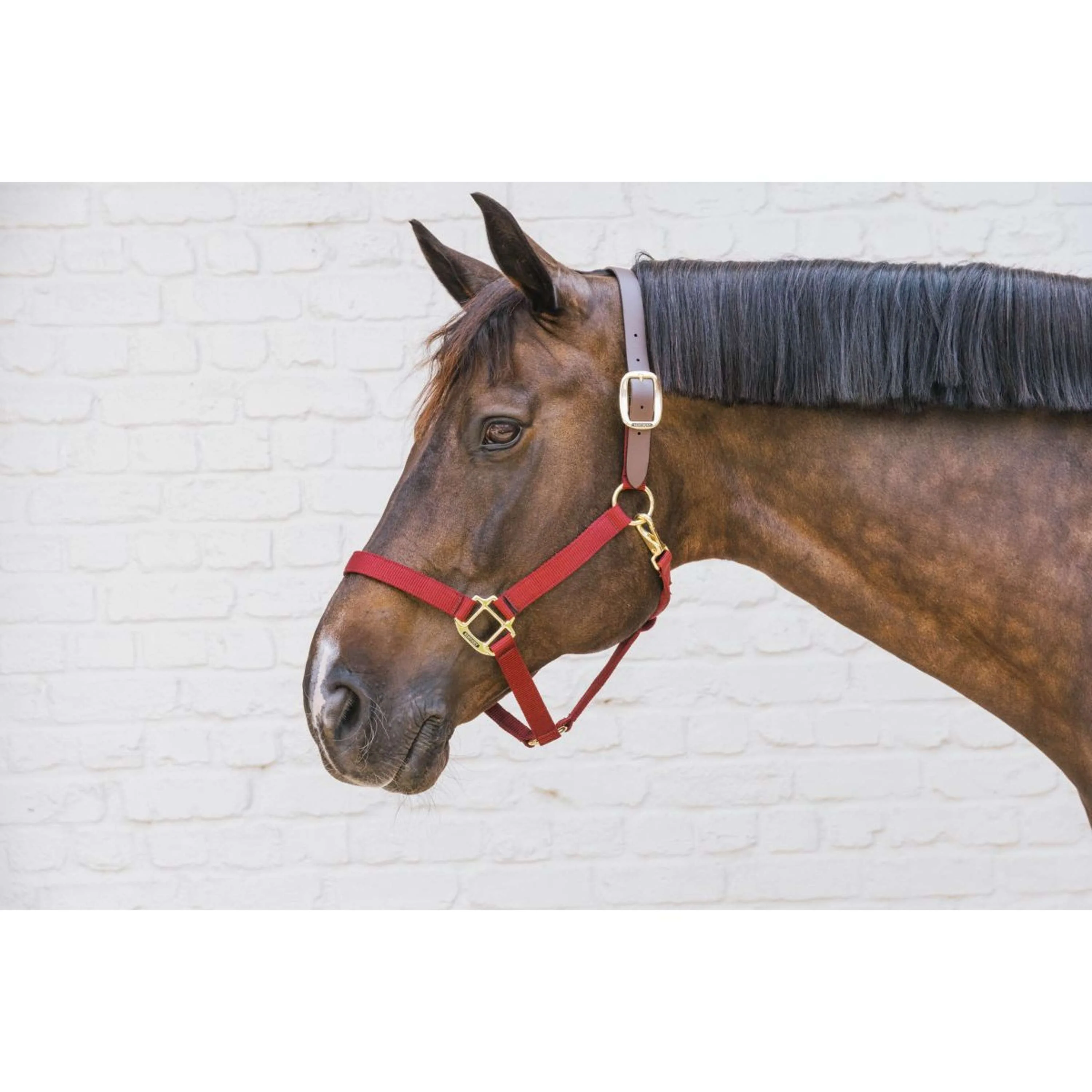 Kentucky Licol Nylon Breakaway Bordeaux - Image 2