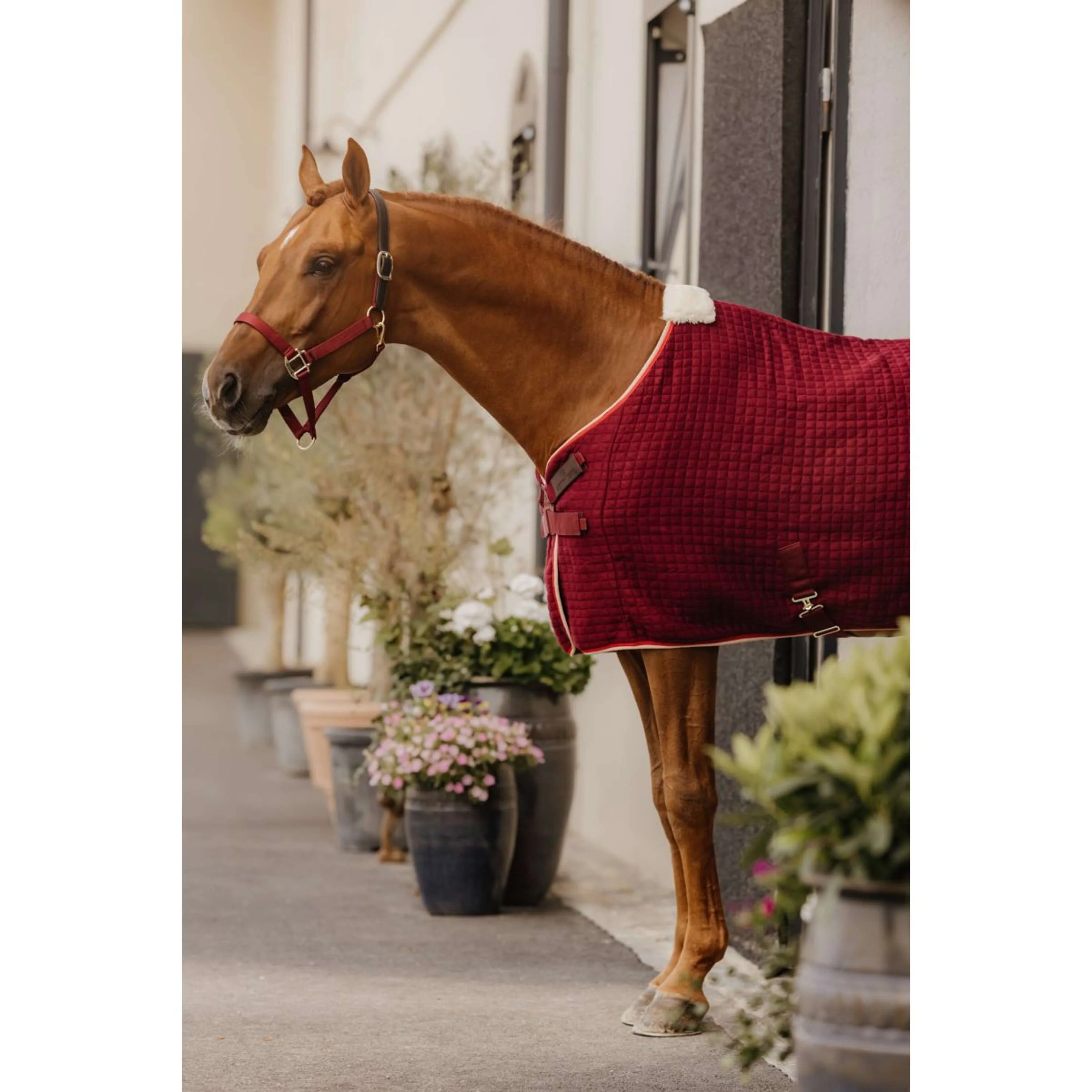 Kentucky Licol Nylon Breakaway Bordeaux - Image 5