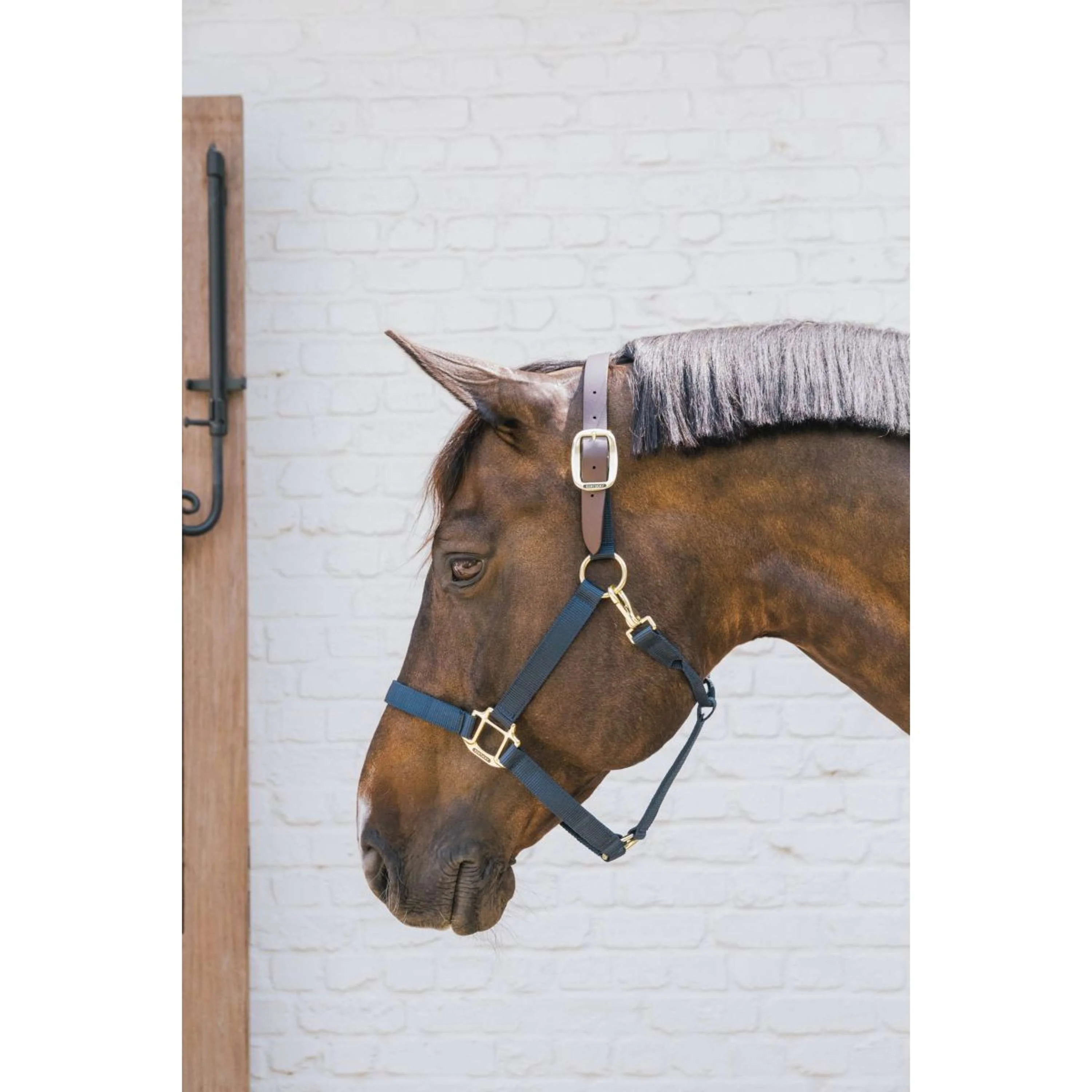 Kentucky Licol Nylon Breakaway Marin - Image 2