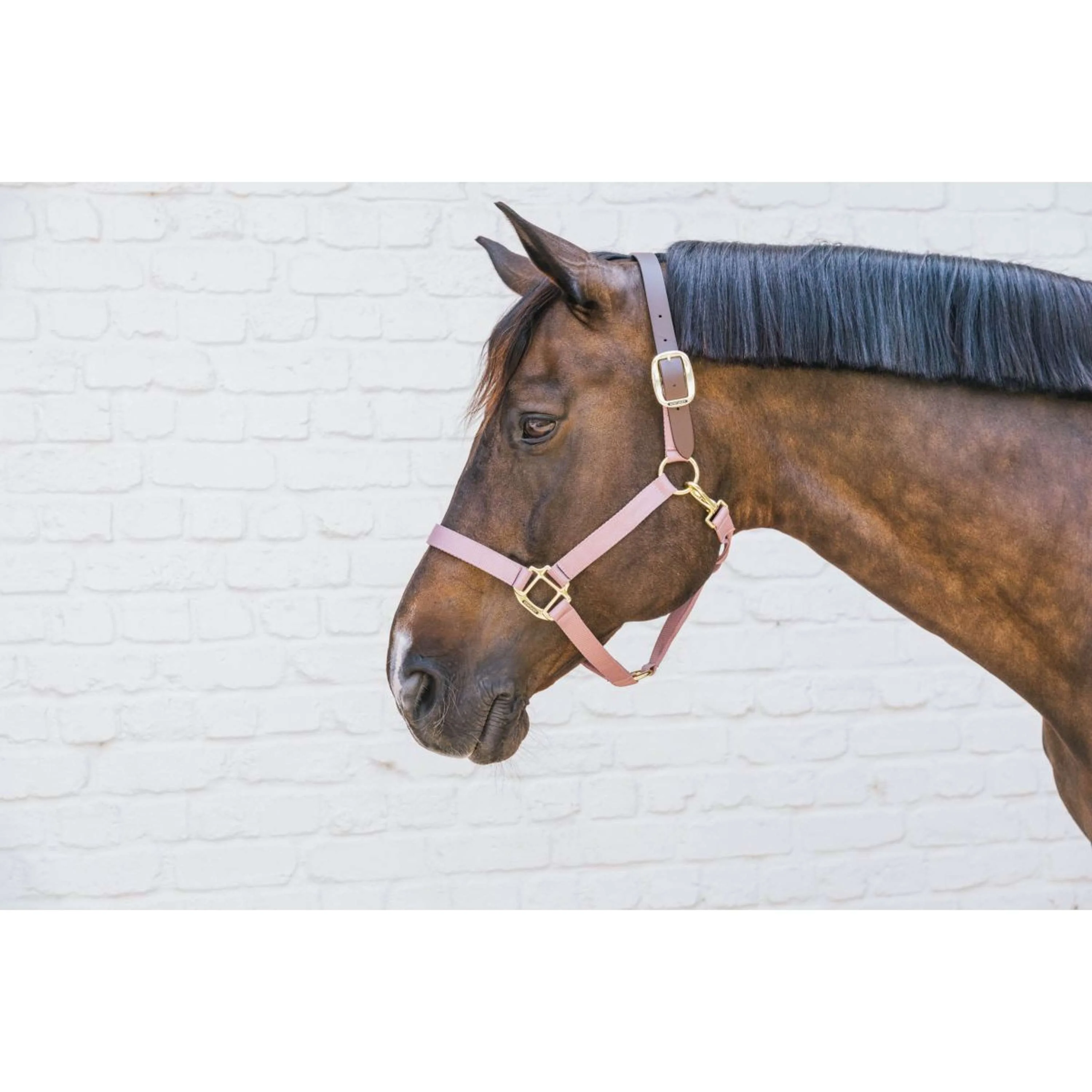 Kentucky Licol Nylon Breakaway Rose Vieux - Image 3