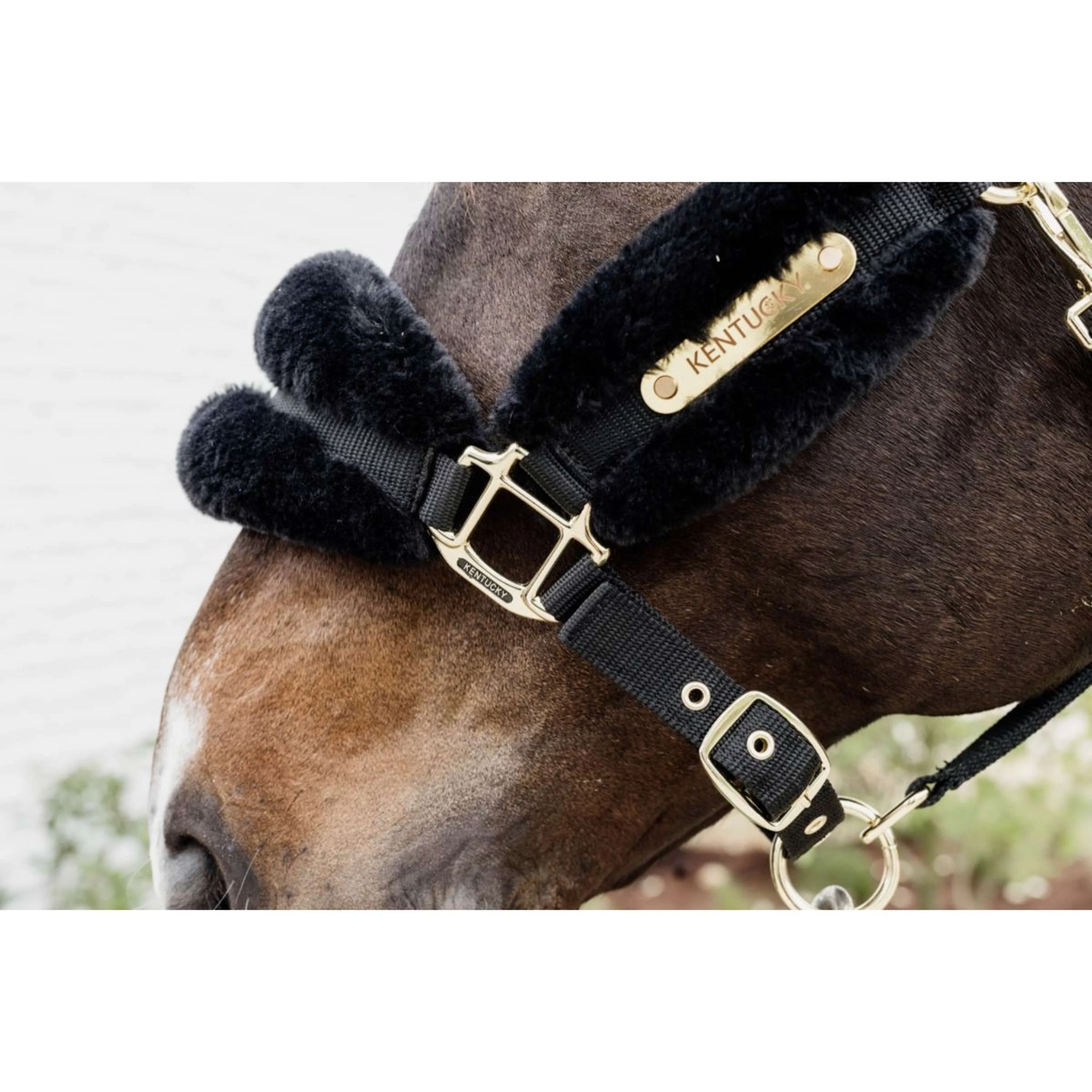 Kentucky Licol Nylon Laine Doux Noir - Image 3