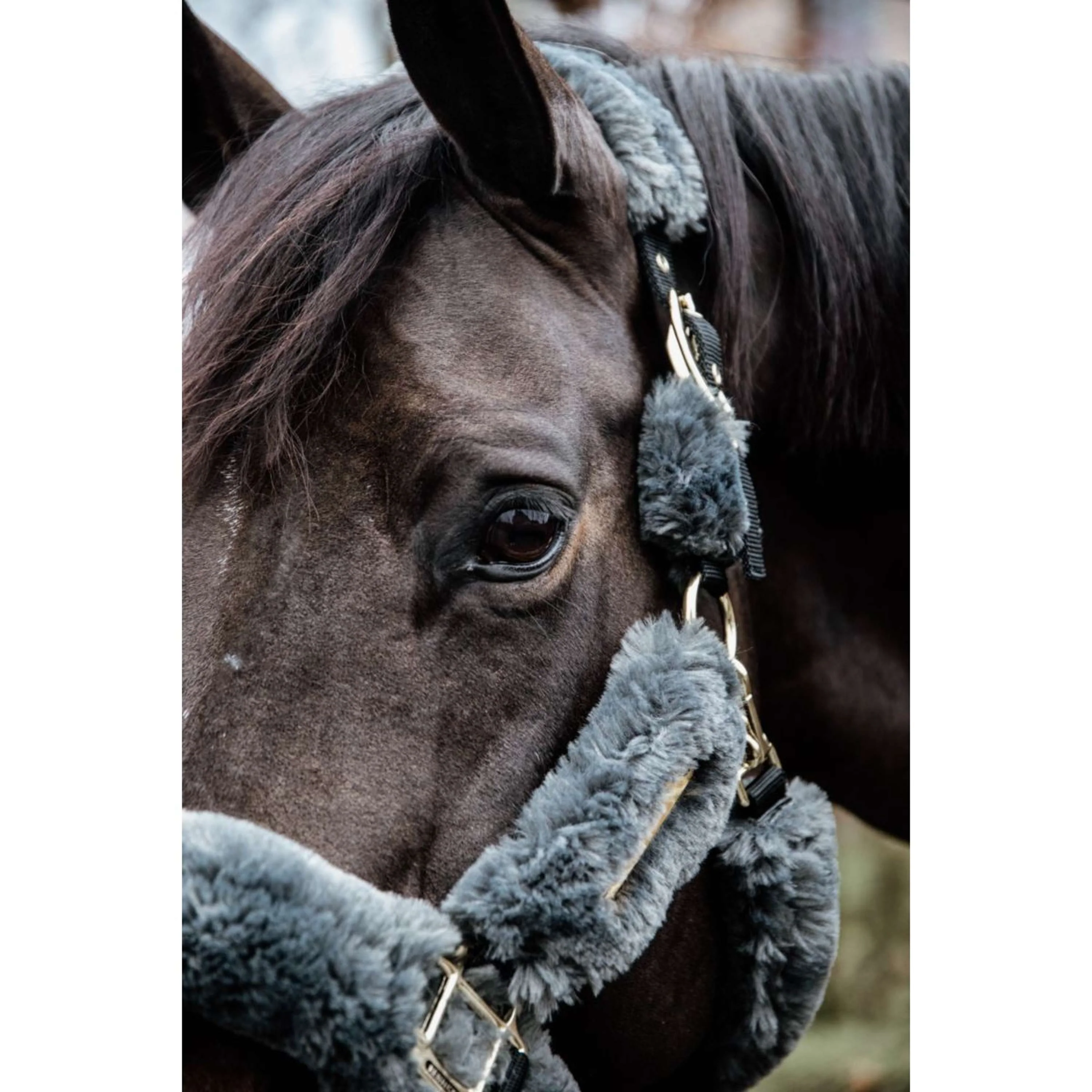 Kentucky Licol Sheepskin Gris - Image 4