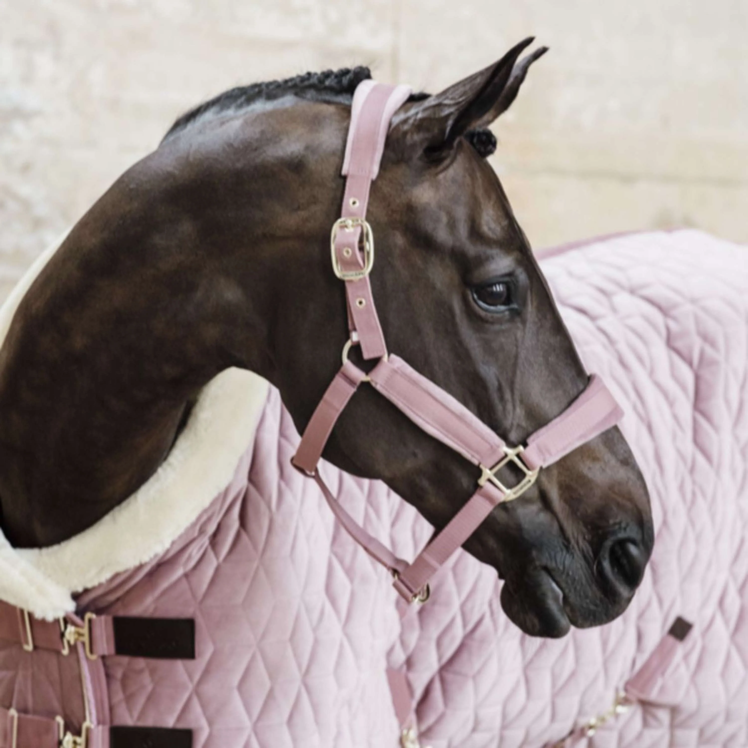 Kentucky Licol velours Rose Vieux - Image 2