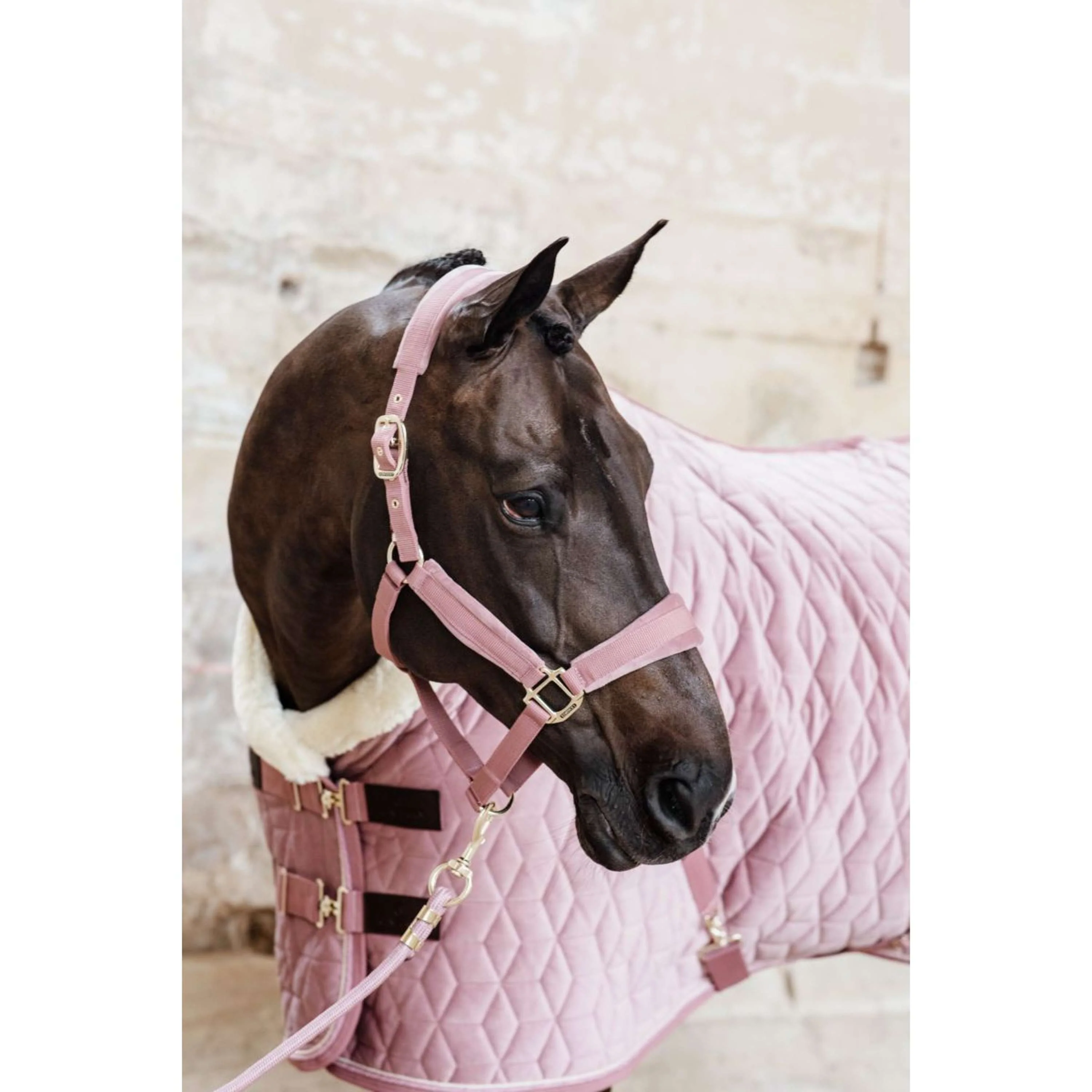 Kentucky Licol velours Rose Vieux - Image 3