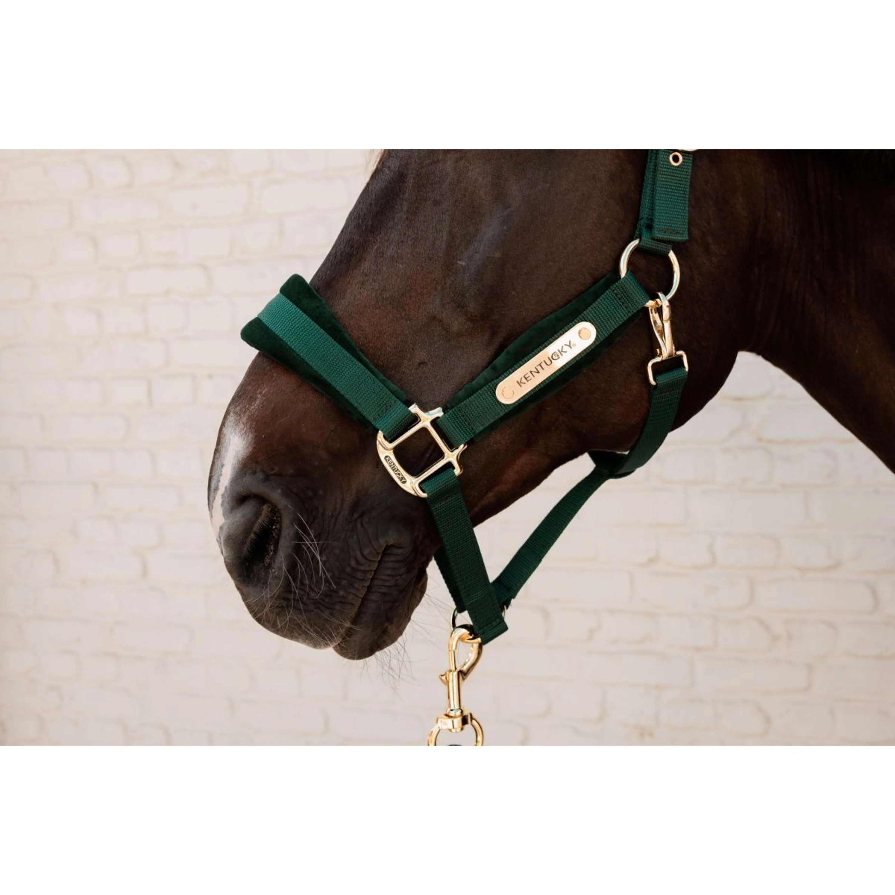 Kentucky Licol Velvet Pine Green - Image 5