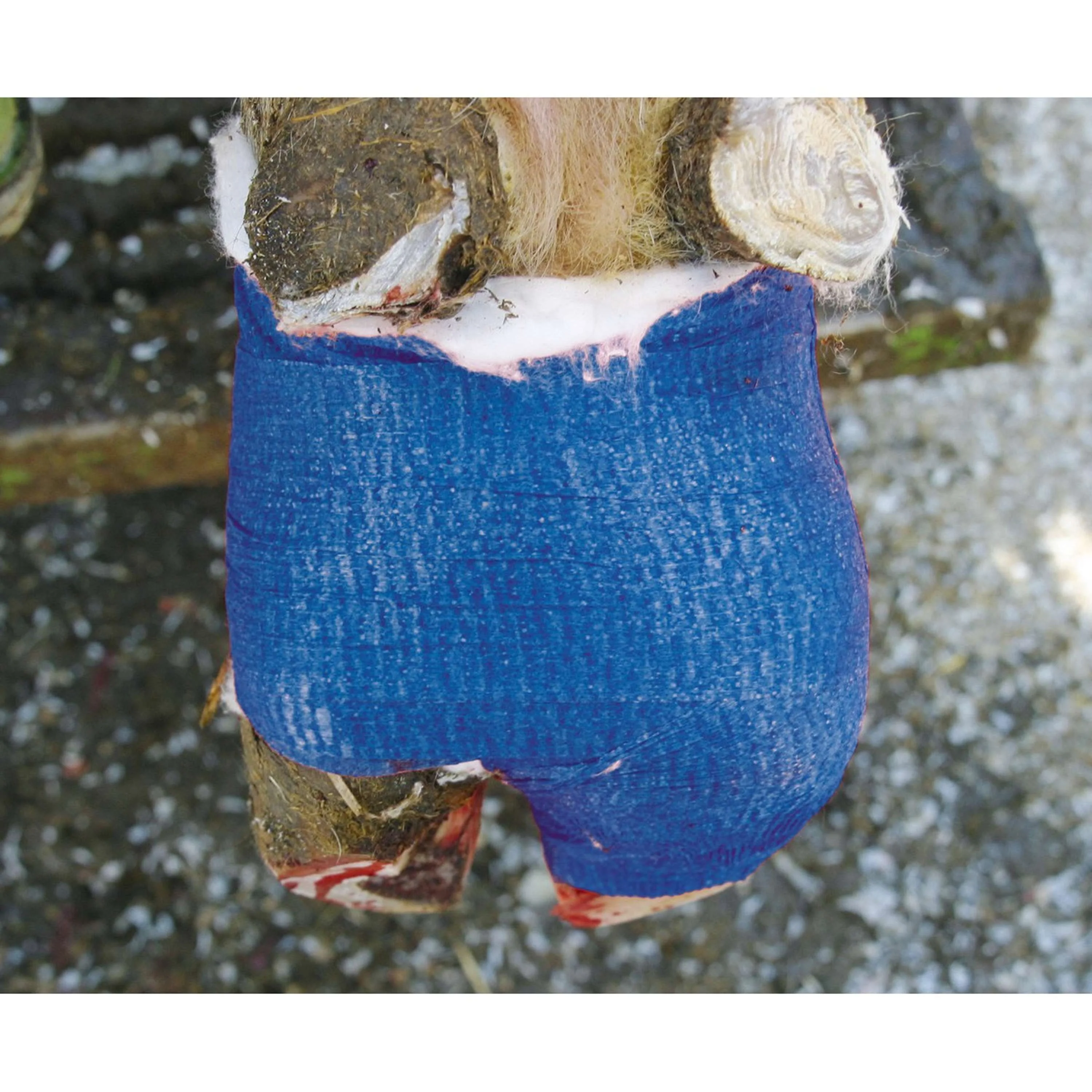 Kerbl Bandage VetLastic Autocollant Bleu - Image 2