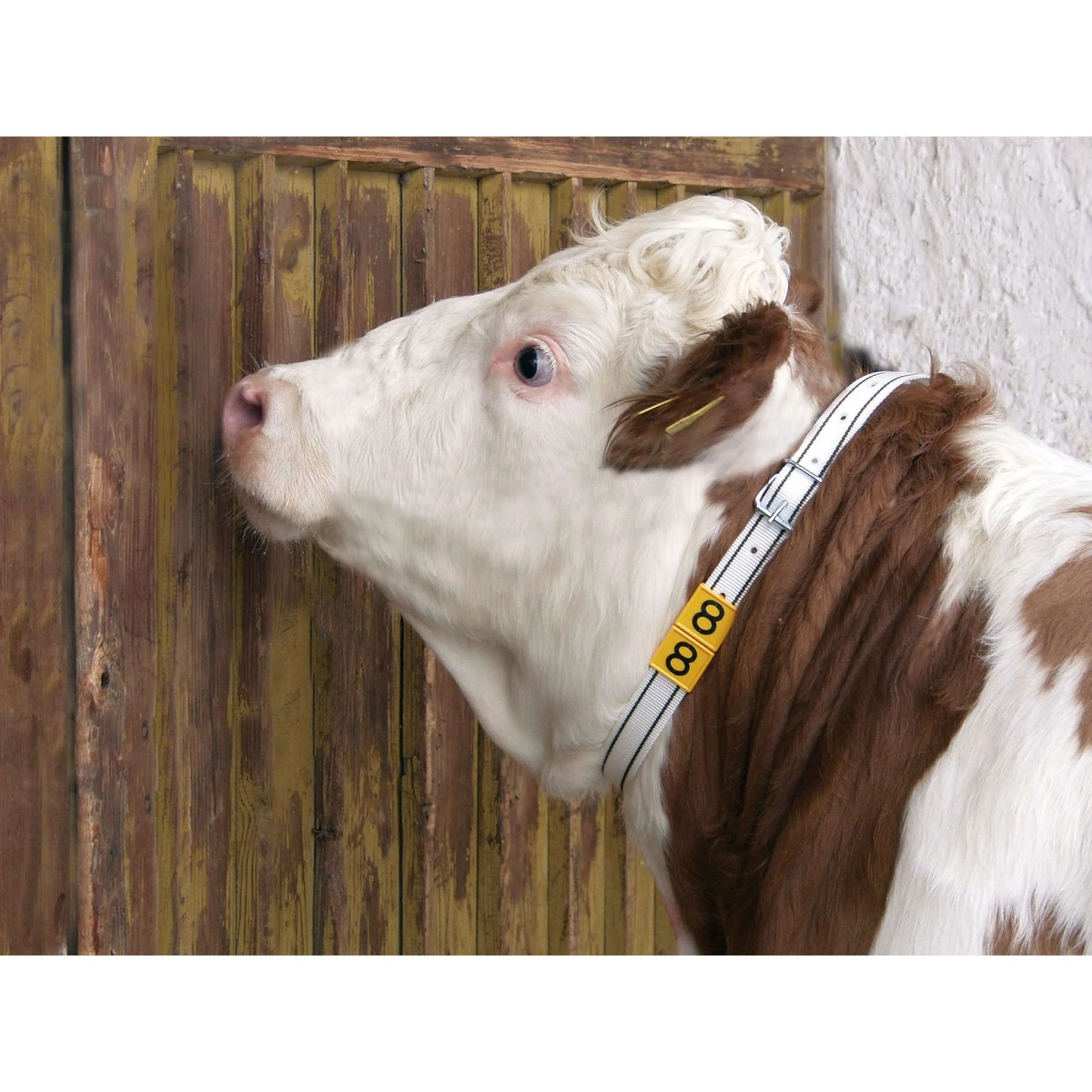 Kerbl Collier d'Identification Blanc - Image 2