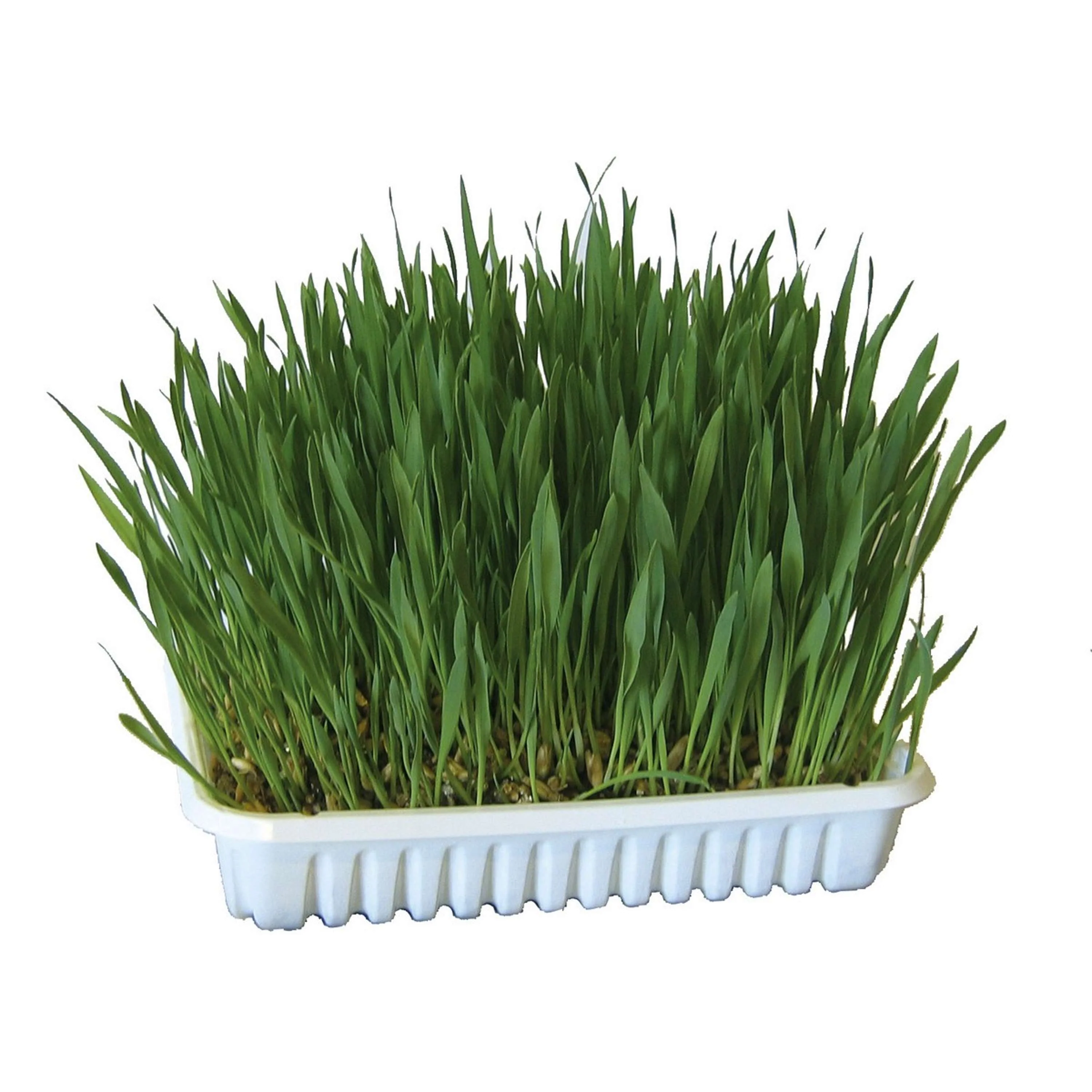 Kerbl Herbe à Chat Vert - Image 2