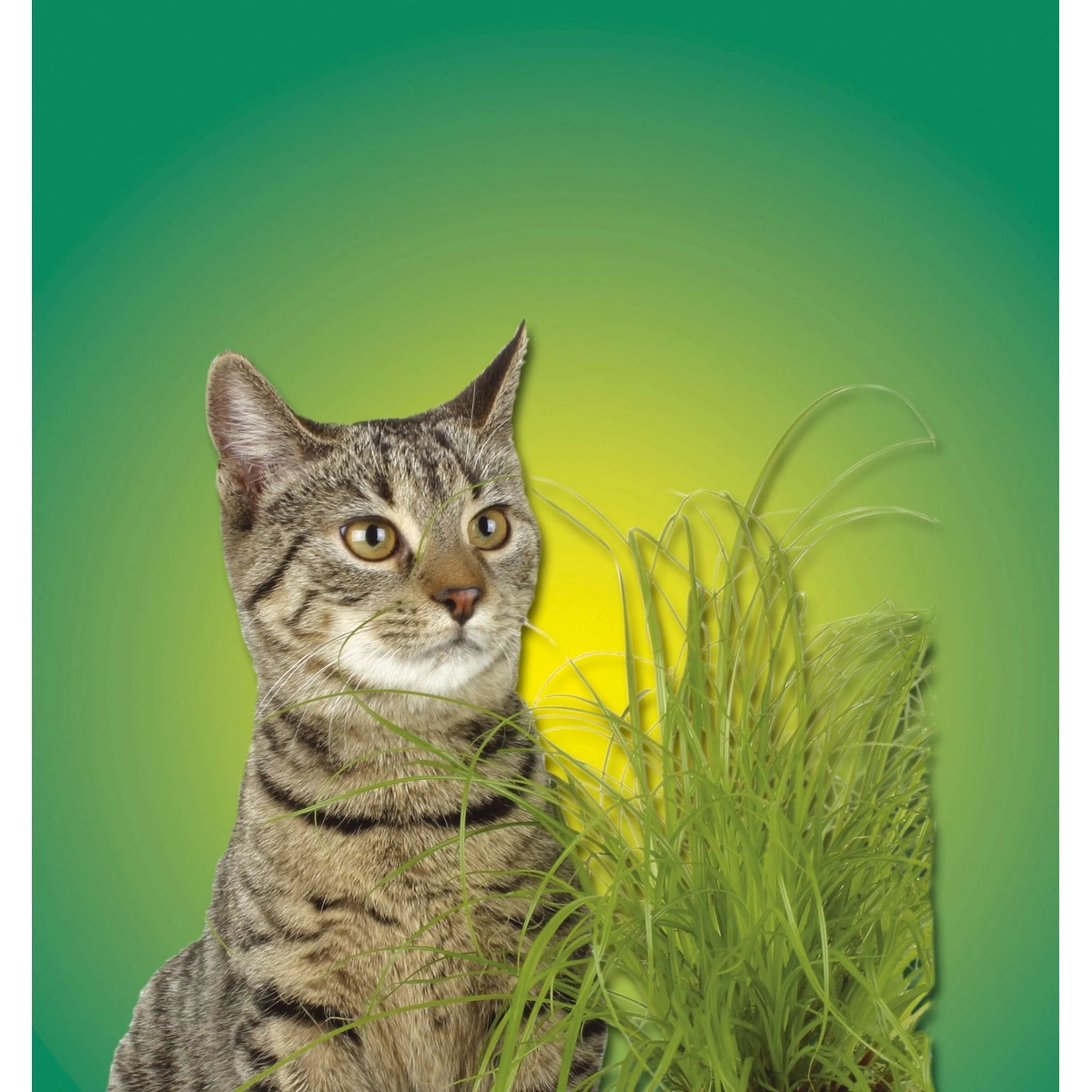 Kerbl Herbe à Chat Vert - Image 3