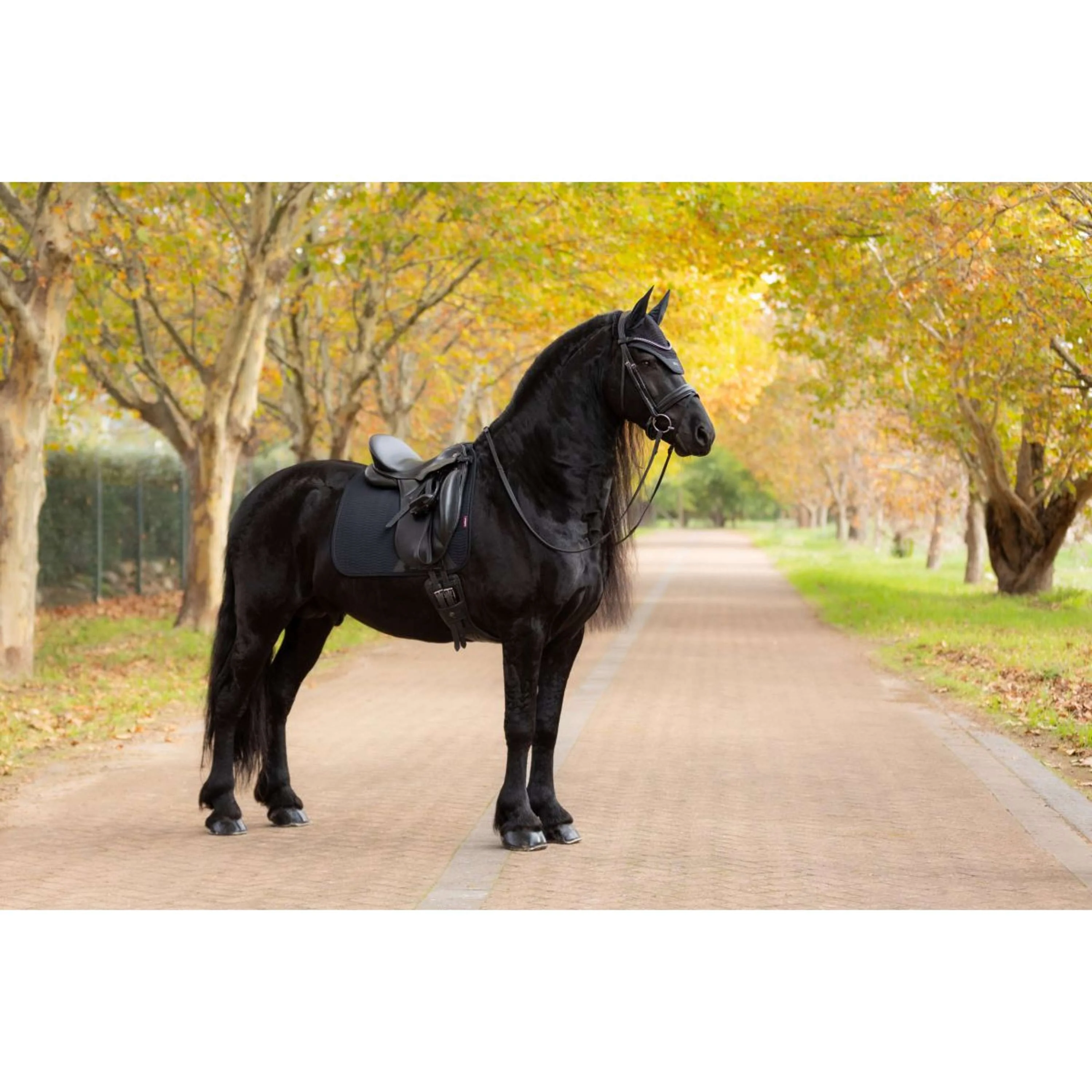 LeMieux Tapis de Selle Essence Dressage Noir - Image 11