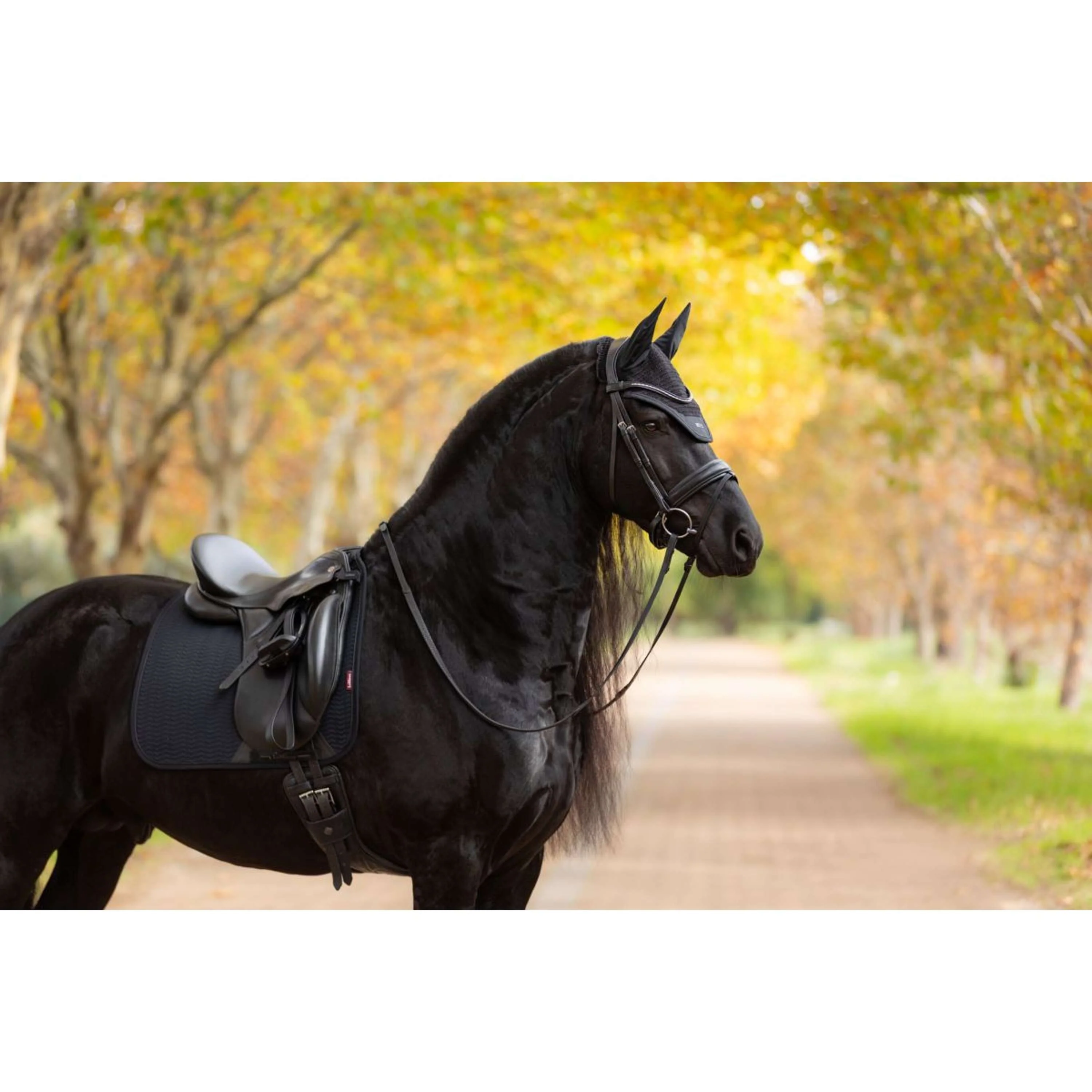 LeMieux Tapis de Selle Essence Dressage Noir - Image 12