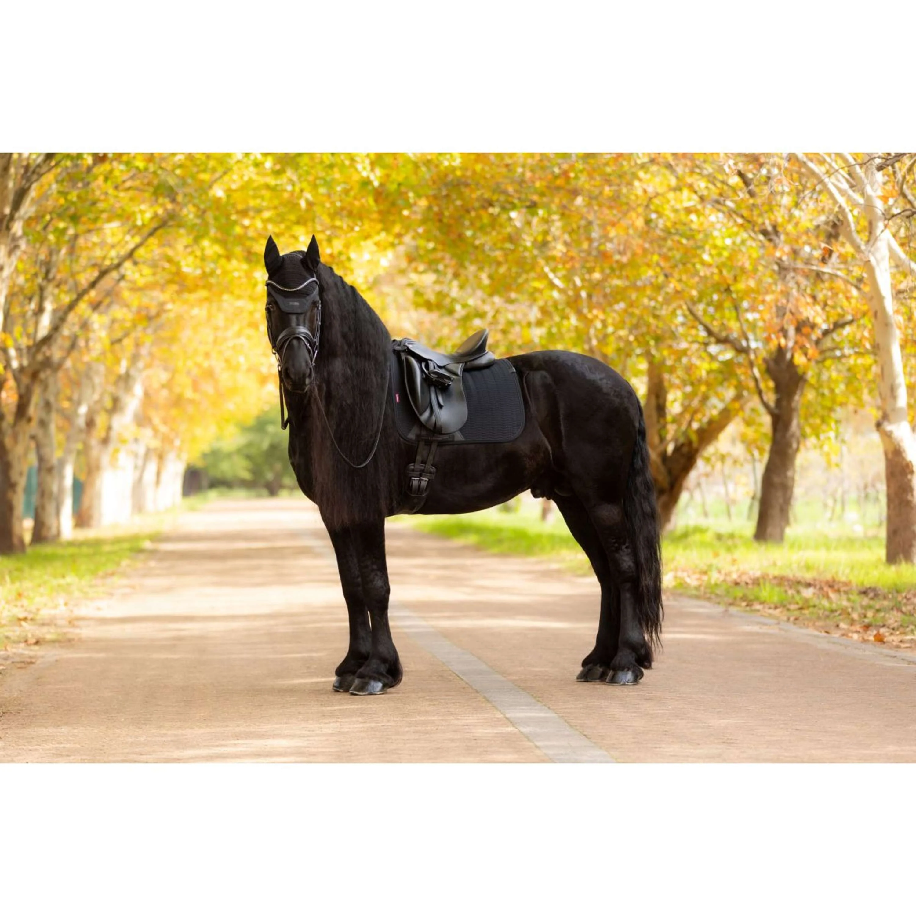LeMieux Tapis de Selle Essence Dressage Noir - Image 17