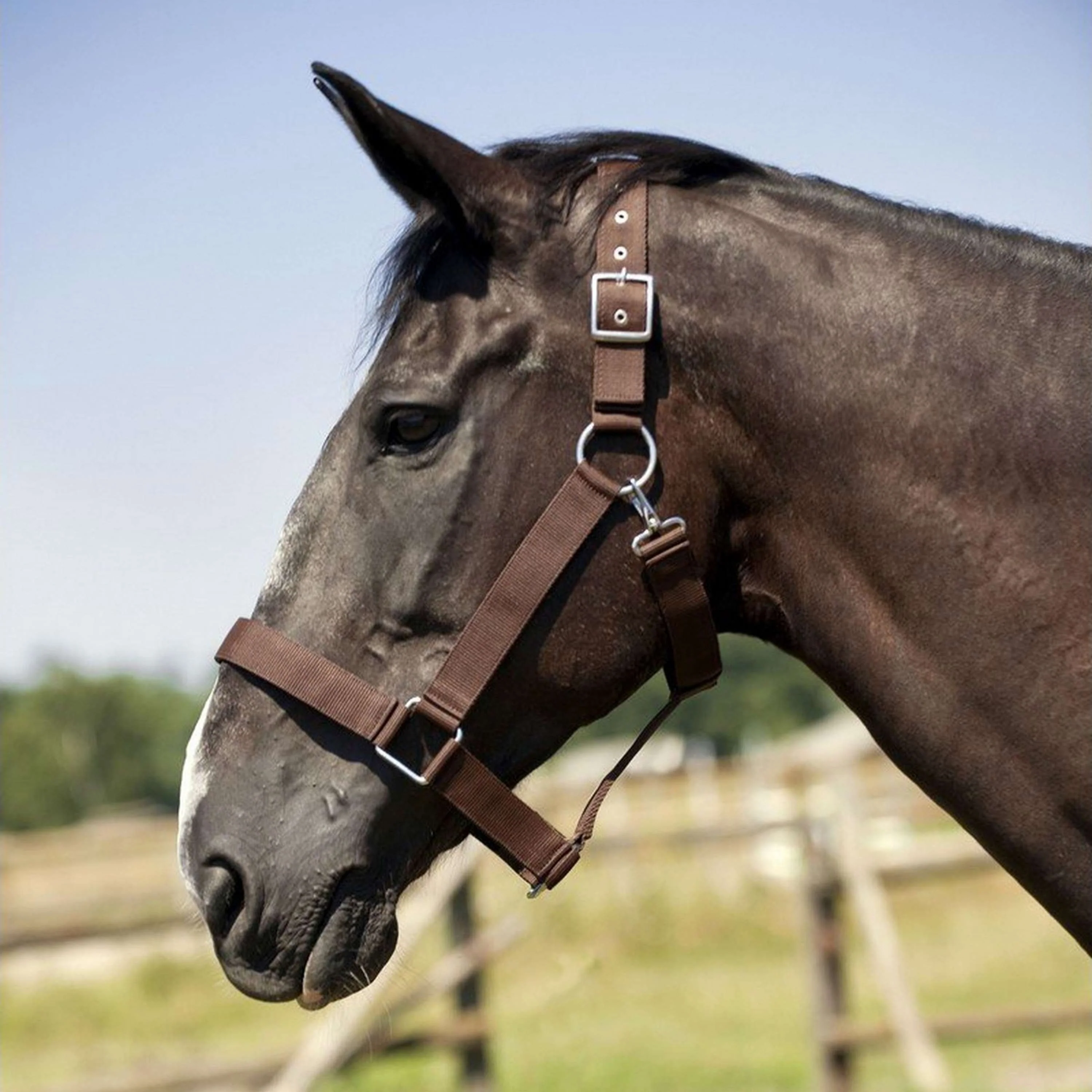 Norton Licol pour Cheval de Trait Noir - Image 2