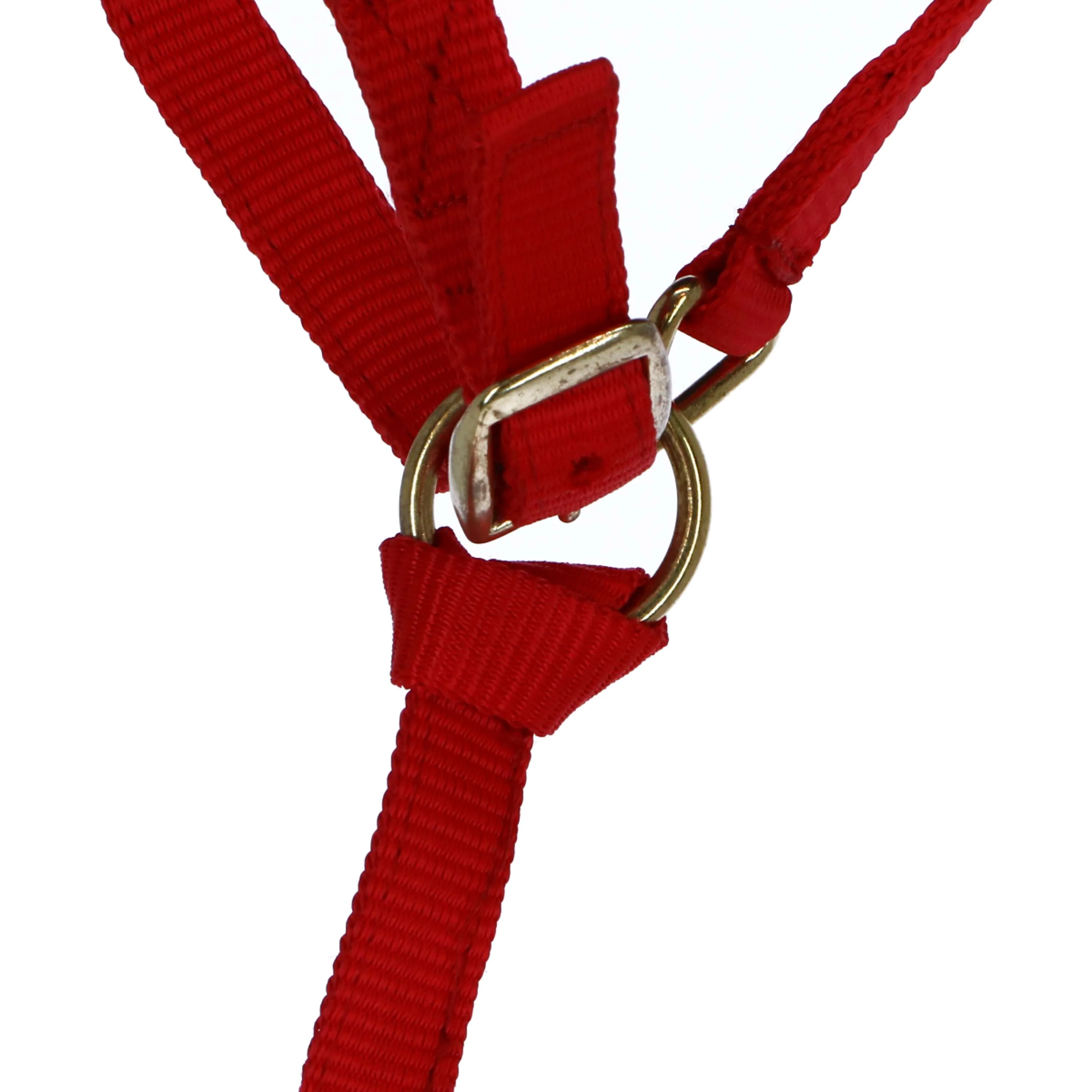 Norton Licol pour Poulain avec Ligne Rouge - Image 3