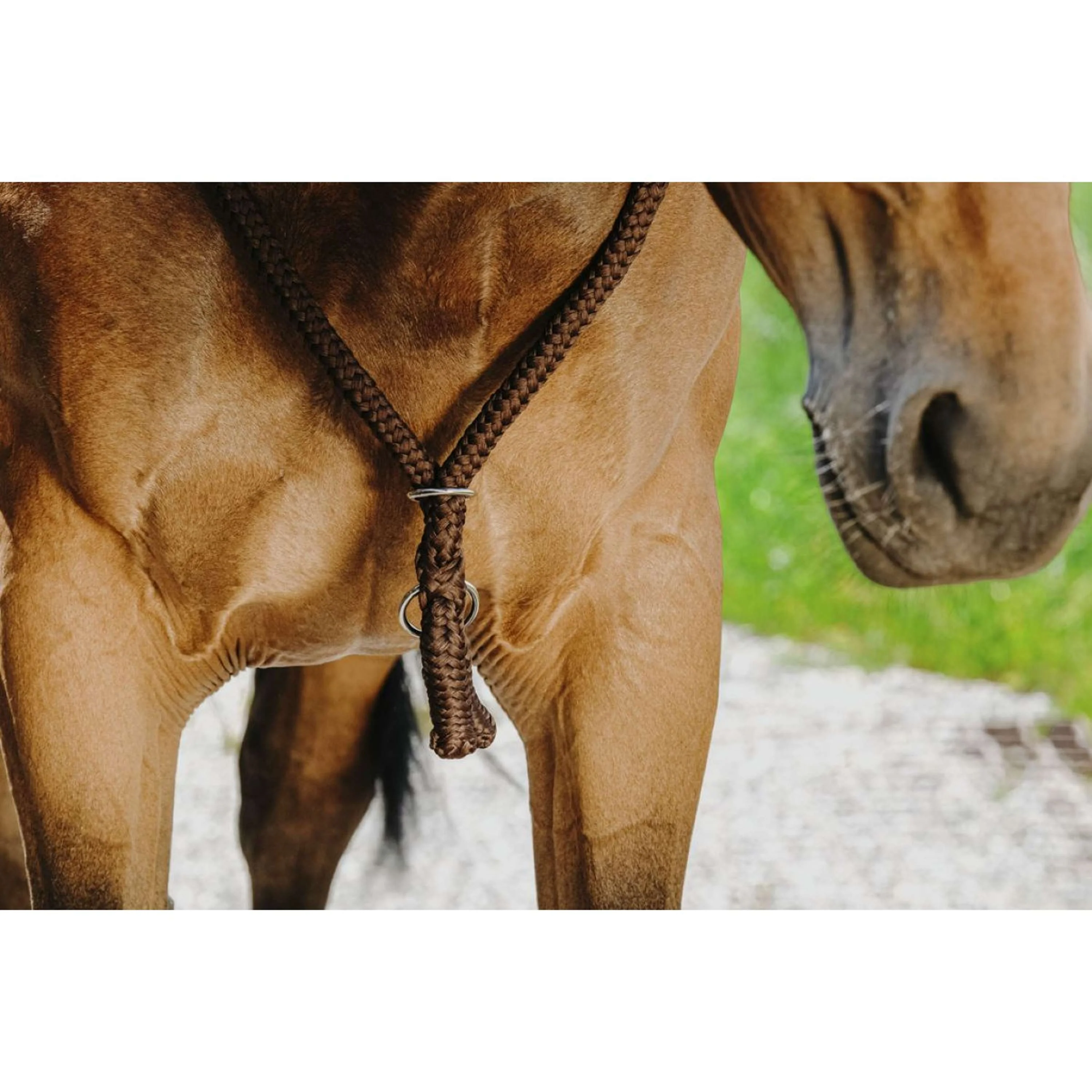 Norton Neckrope Marron - Image 2