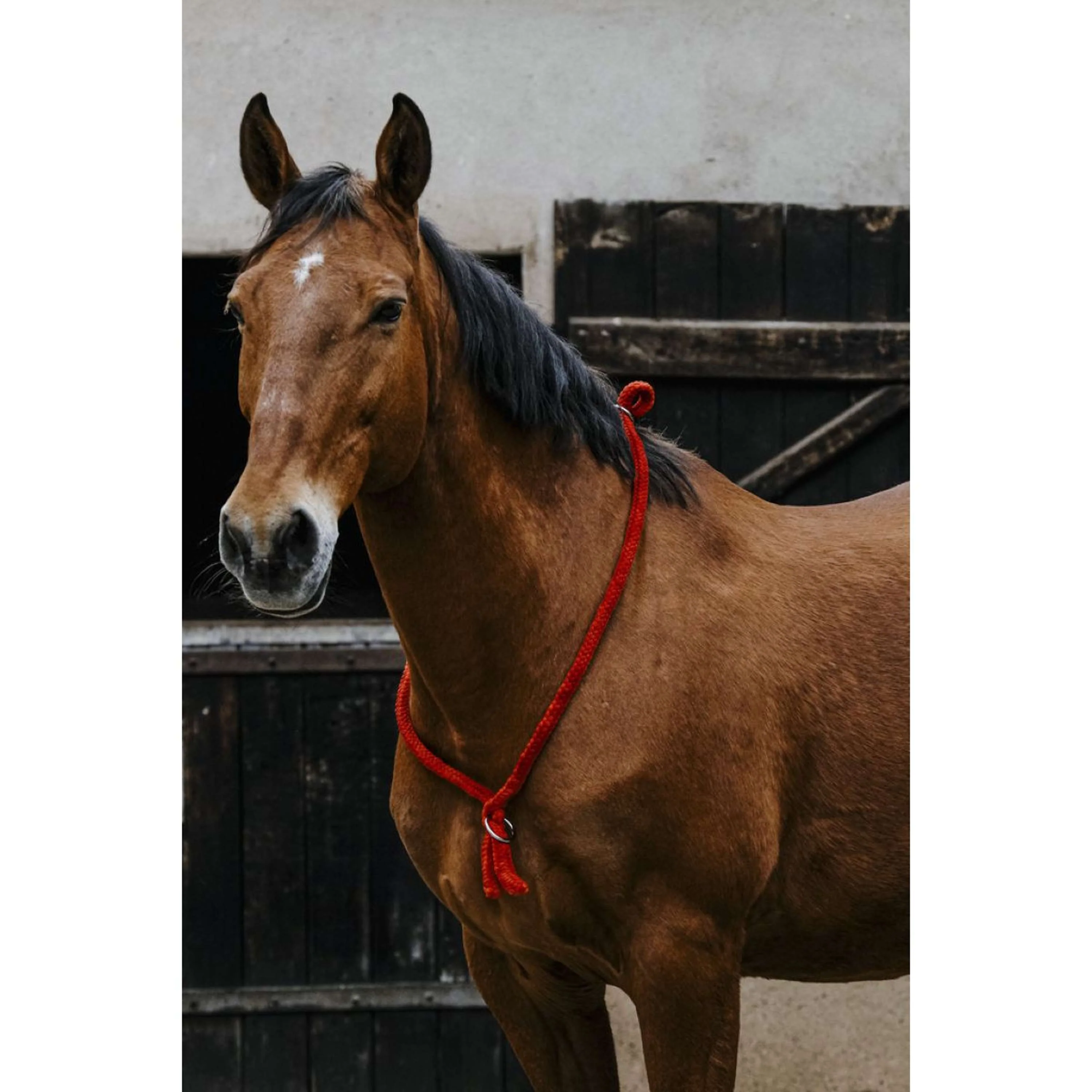 Norton Neckrope Rouge - Image 4