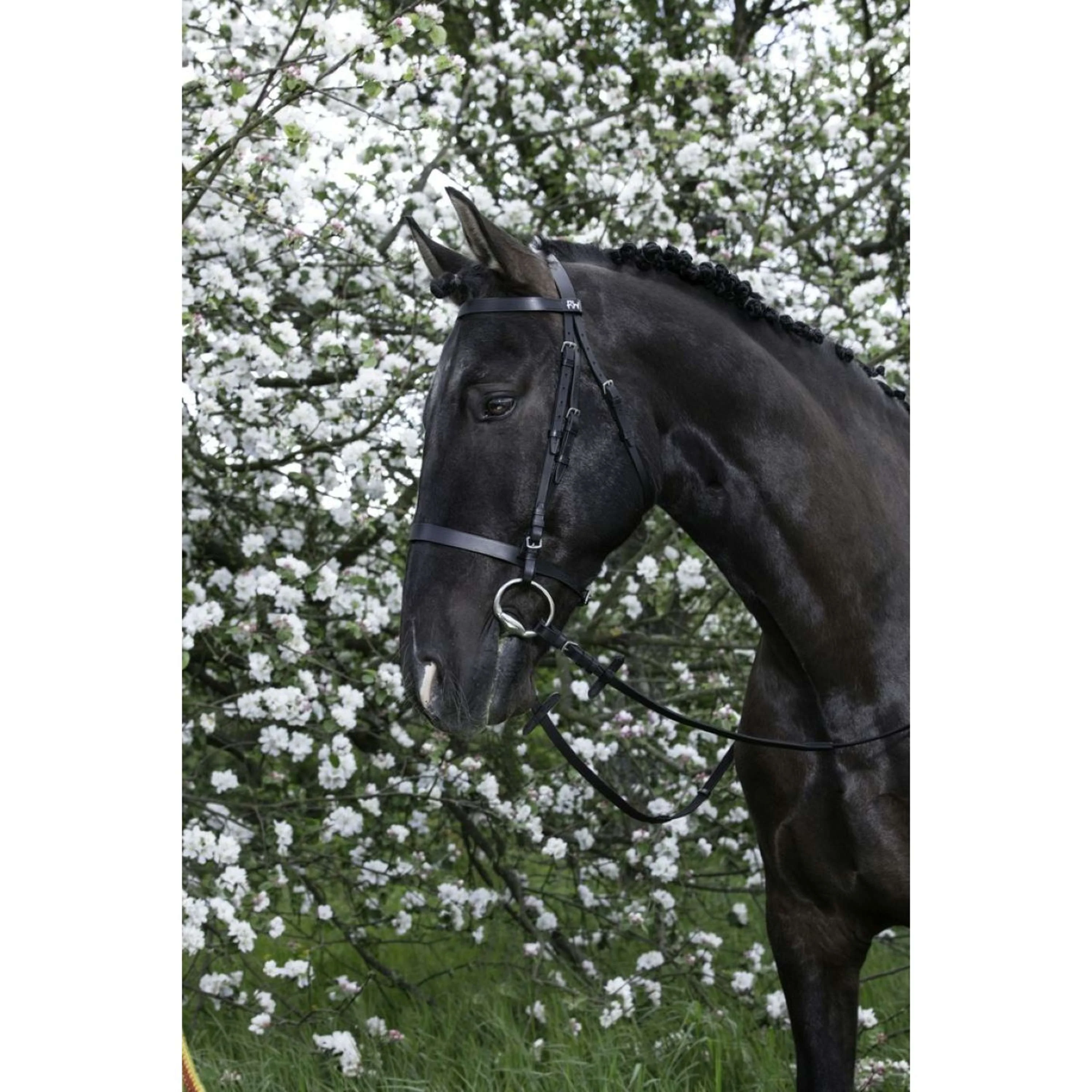 Riding World Bridon Muserolle Francaise Noir