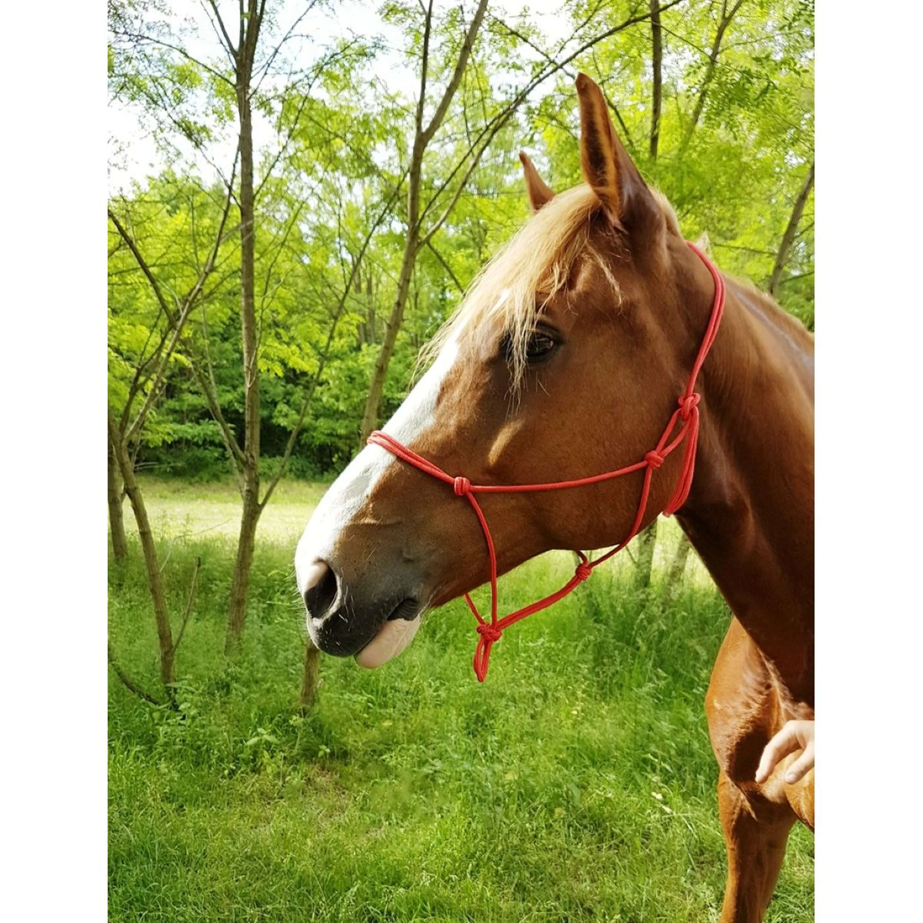 Riding World Licol Fine Éthologique Rouge - Image 2