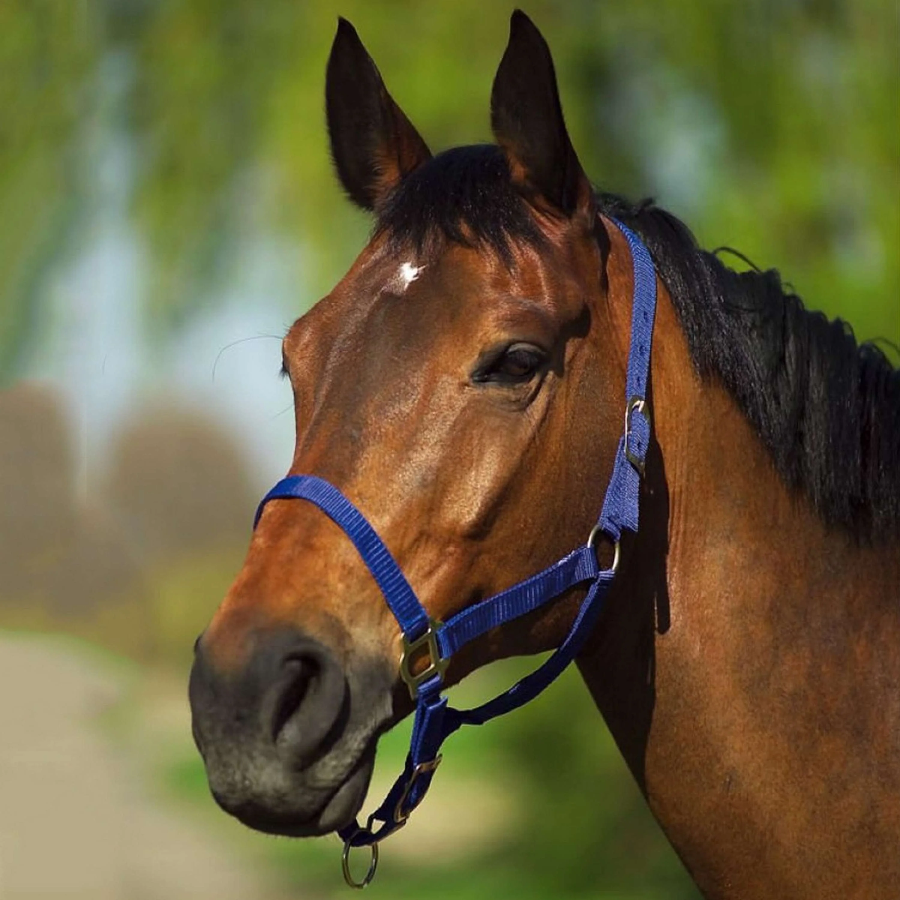 Riding World Licol Marin - Image 2