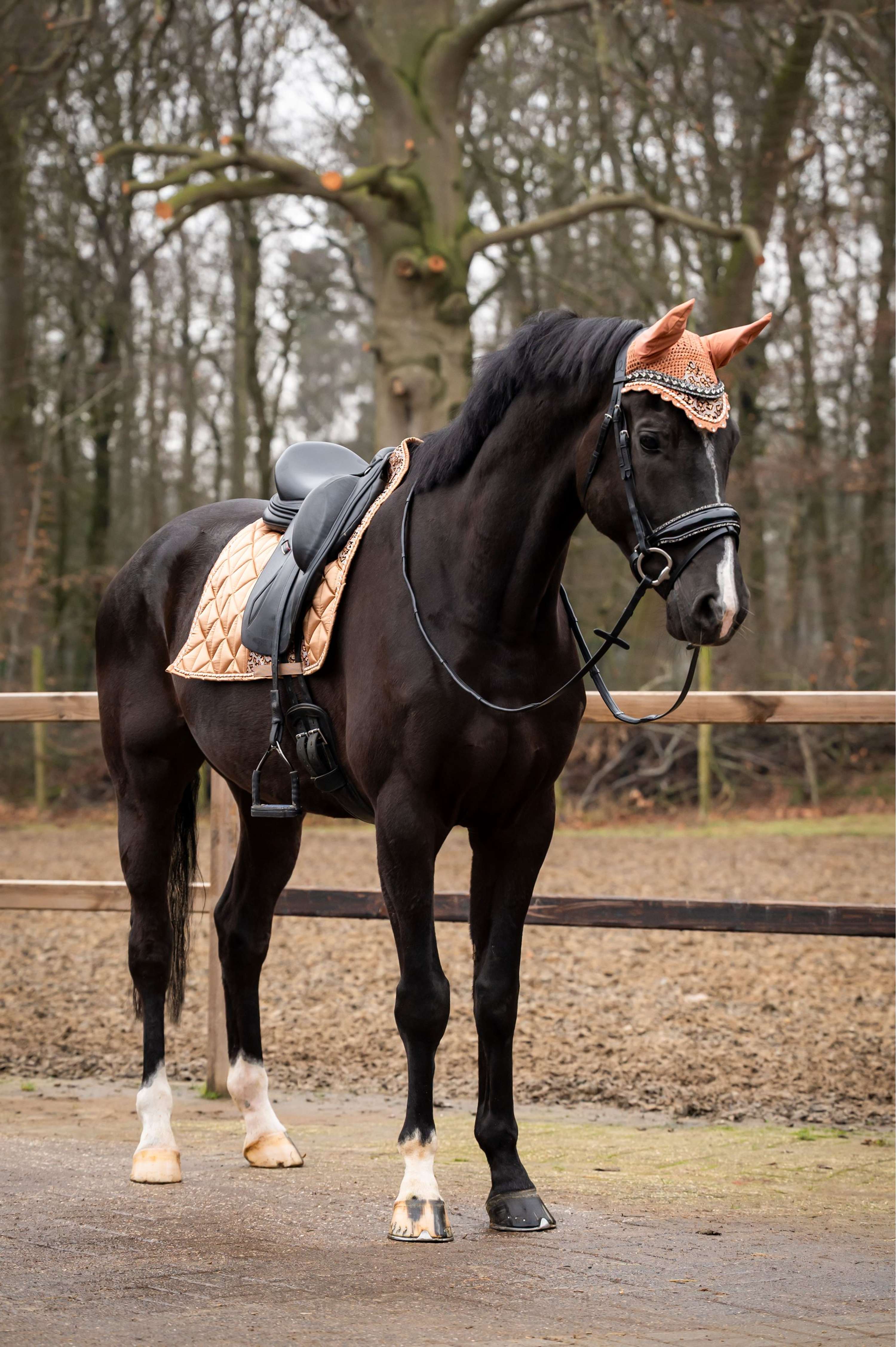 Showtime Tapis de Selle Rio Dressage Beige - Image 2