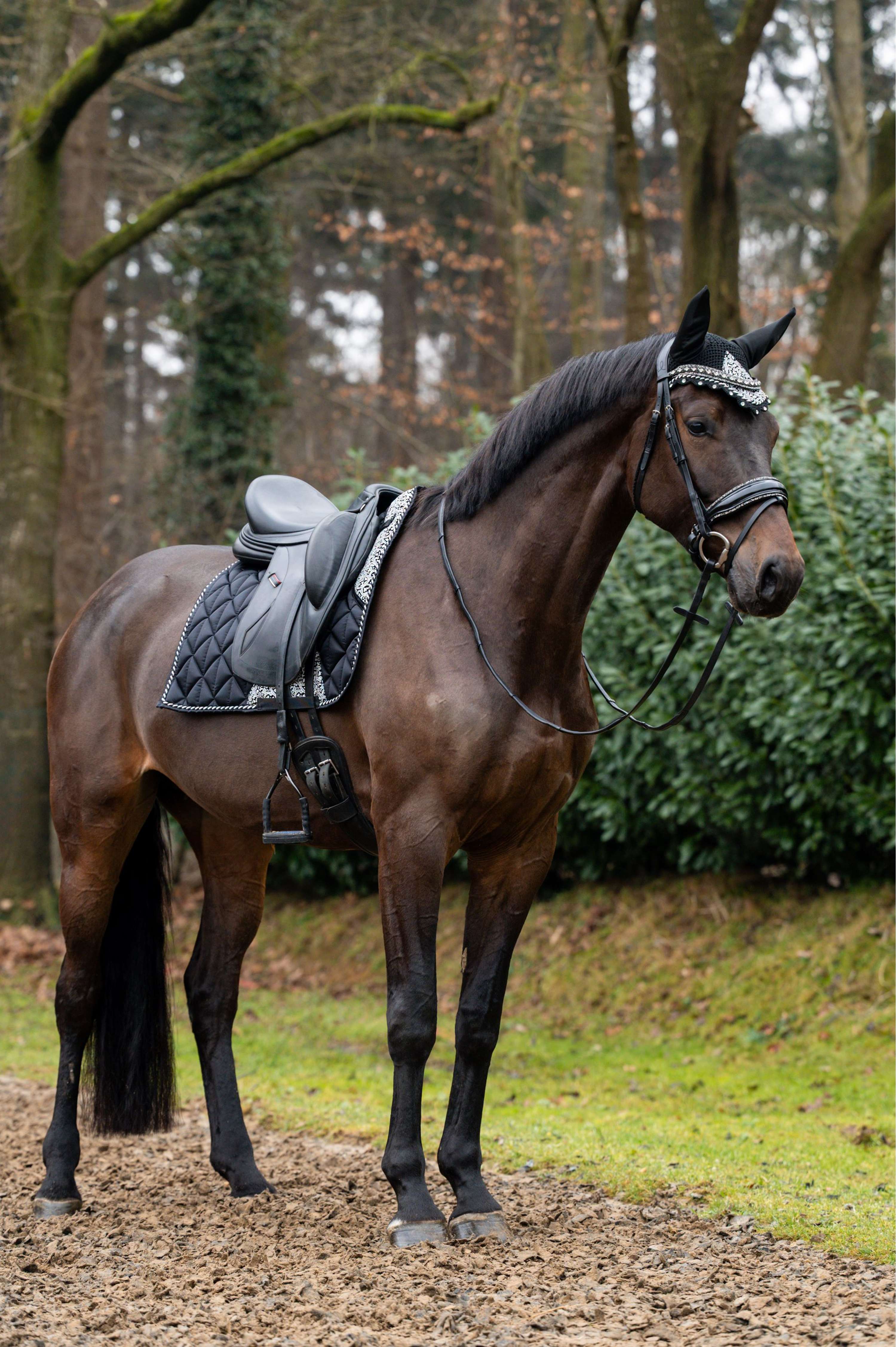Showtime Tapis de Selle Rio Dressage Noir - Image 2