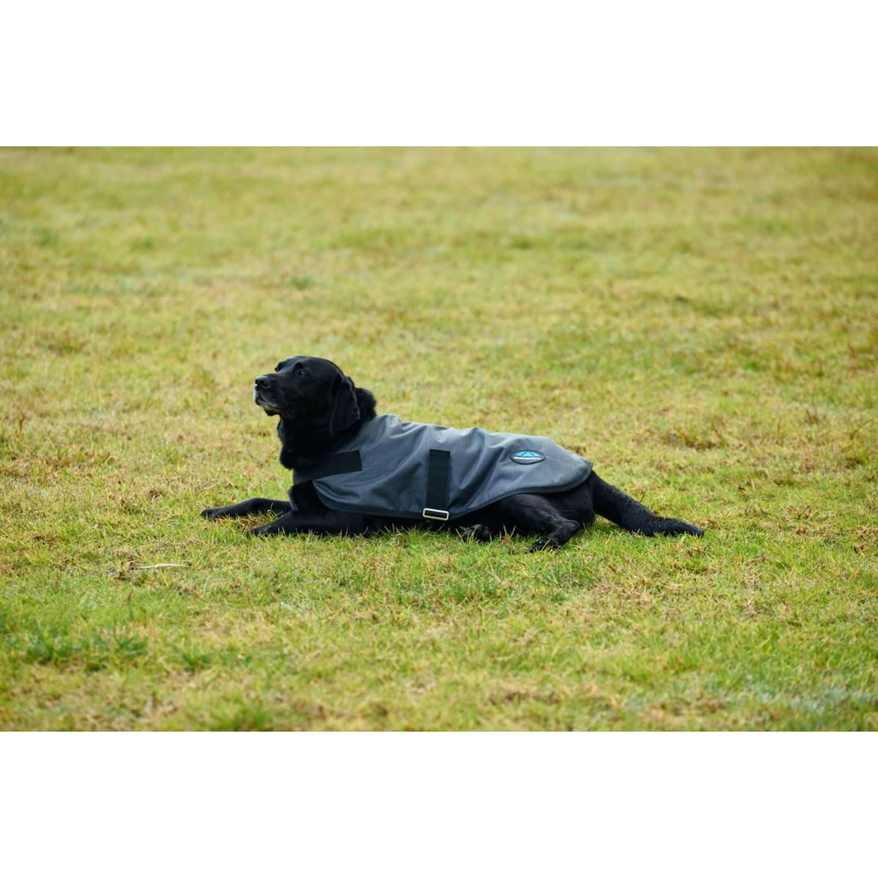 WeatherBeeta Couverture pour Chien ComFiTec Classic Waterproof Charbon - Image 7
