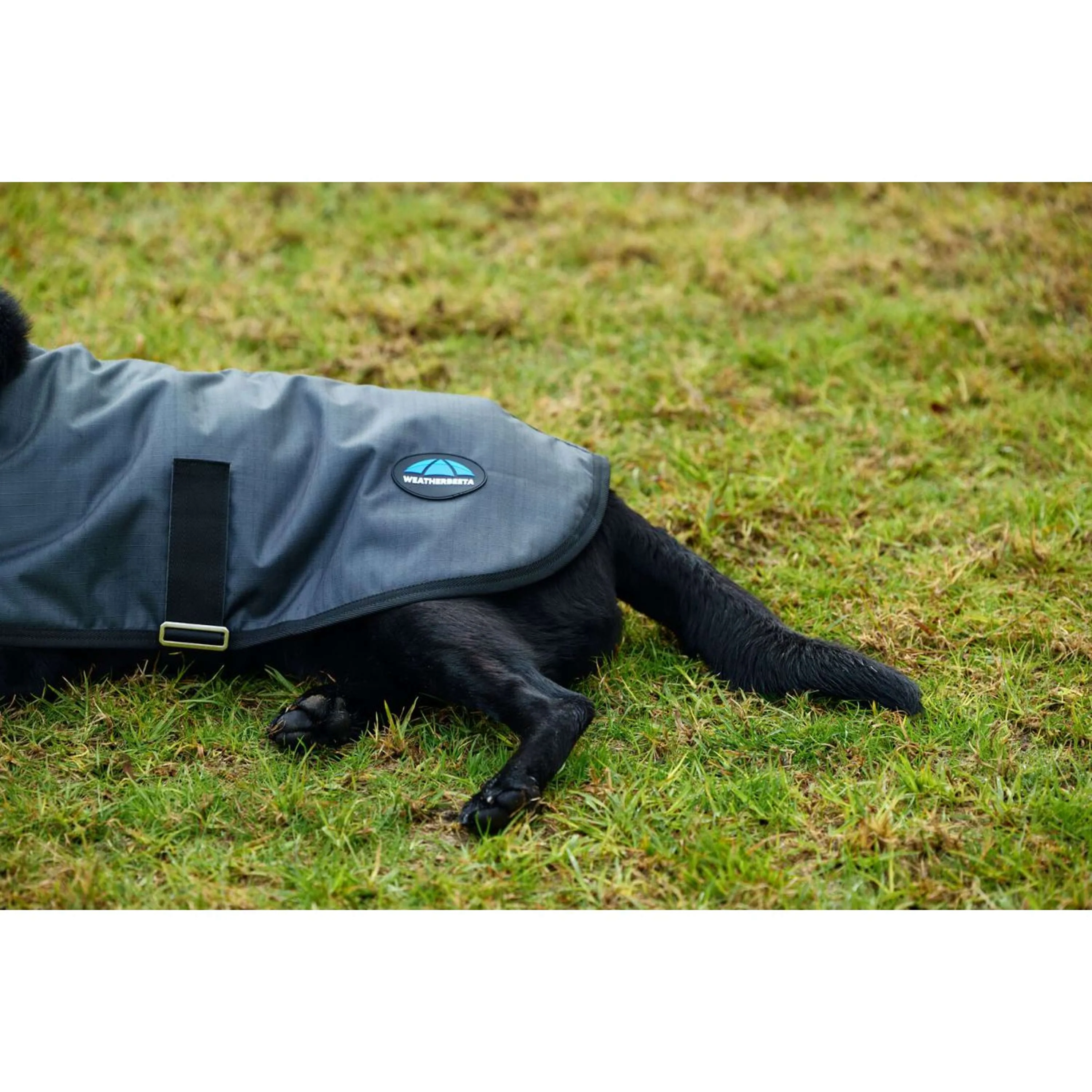 WeatherBeeta Couverture pour Chien ComFiTec Classic Waterproof Charbon - Image 8